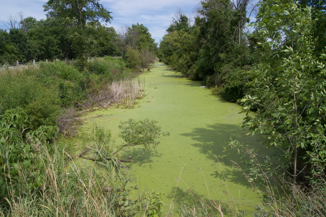 A feeder canal supplied water to the wetland canal system